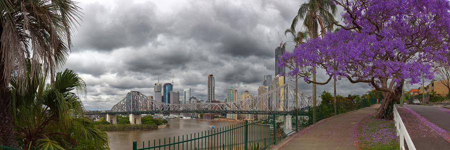 Brisbane_City_Jacaranda.jpg