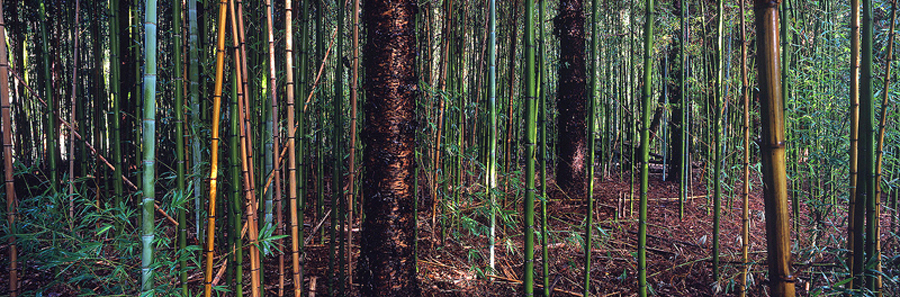 bm_80_bamboo_forest.jpg